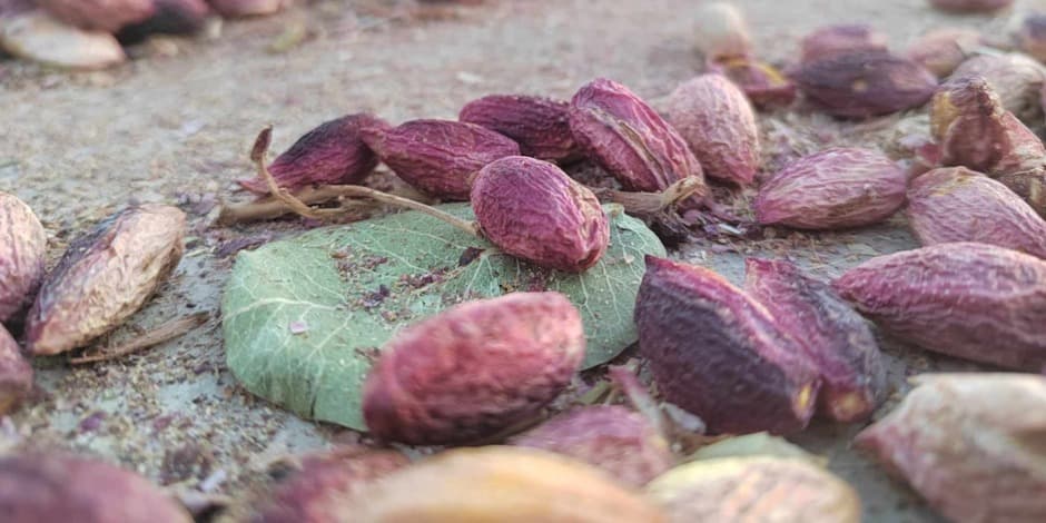 Buy tickets Šeši skoniai! (Virgilijus Skirkevičius, Kaunas) Kaunas, Drobės fabrikas October 25